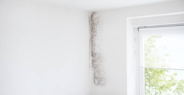 Environmental Consulting for Mold Prevention in New Windsor, MD